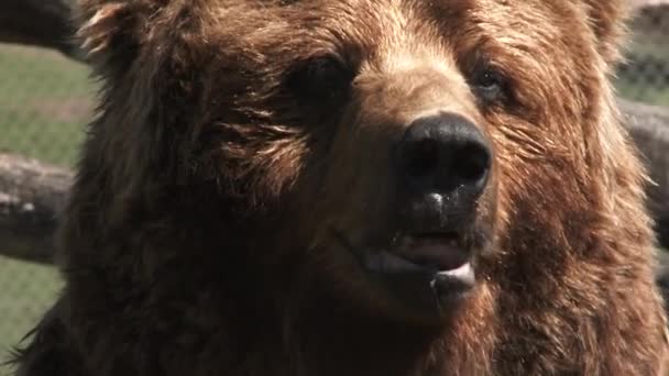 Grand ours brun barre dents avec un bâillement et commence à sentir quelque chose à proximité, gros plan .