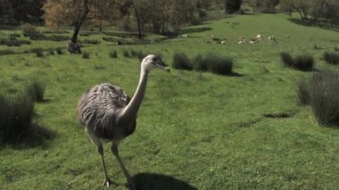 Curious ostrich walks up to camera to check it out while on farm on sunny day.
