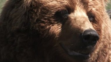 Close up of big brown bear getting sleepy with zoom out as the bear begins to snooze.