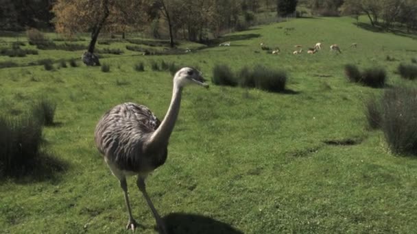 Nieuwsgierige Struisvogel Loopt Naar Camera Het Controleren Terwijl Boerderij Zonnige — Stockvideo