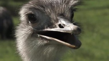 Close up on funny face ostrich looking at camera in all directions with mouth open.