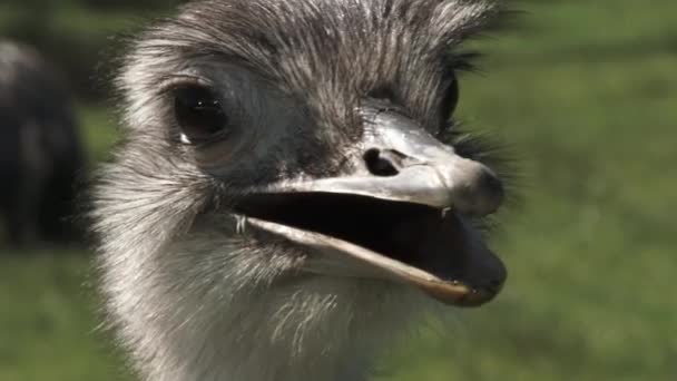 Close Funny Face Ostrich Looking Camera All Directions Mouth Open — 비디오