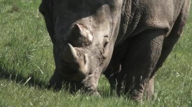 Large white rhino close up as it grazes in grassy field on sunny day.