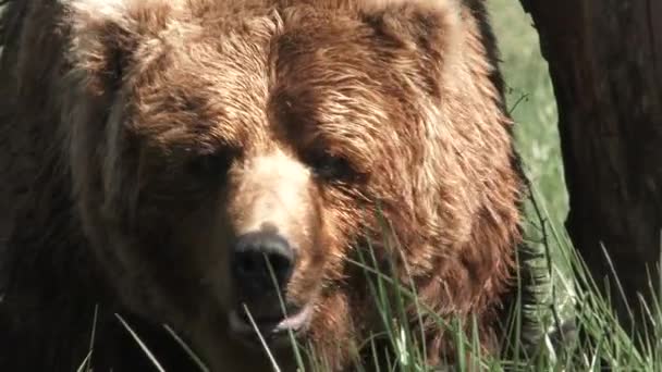 Close Large Brown Bear Roaming Field Hot Day — Stok video