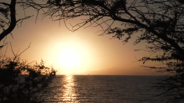 Puesta Sol Levantamiento Entre Árboles Sobre Horizonte Del Océano Cielo — Vídeos de Stock