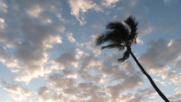 Одна Одинокая Пальма Дующая Ветру Ярким Облачным Небом Рядом Восходом — стоковое видео