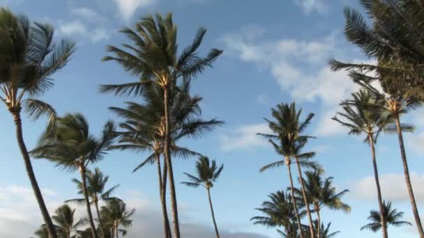 背の高いヤシの木のグループは 最小限の雲と日当たりの良い青空に向かって風に揺れる — ストック動画