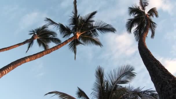 Кастрюлю Низким Углом Камеры Высоких Тропических Пальмах Качающихся Ветру Голубым — стоковое видео