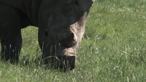 Gros plan d'un rhinocéros blanc du Sud broutant dans un champ herbeux .
