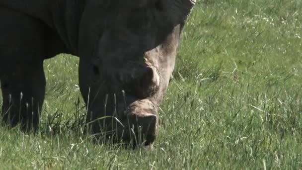 Close Van Een Zuidelijke Witte Neushoorn Grazen Grasveld — Stockvideo