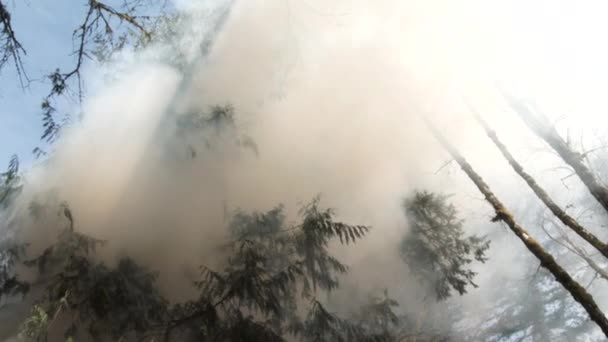 Kamera Wysokich Drzewach Gęstym Dymem Wyłaniającym Się Płonącego Lesie Ognia — Wideo stockowe
