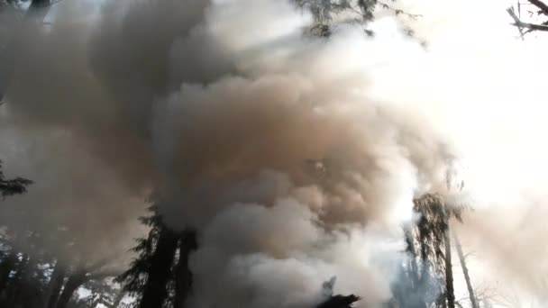 Camera Kantelen Grote Brandstapel Enorme Rookpluim Stijgt Door Bosbomen — Stockvideo