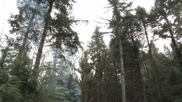 Gros plan statique d'un grand arbre tombant dans une forêt ancienne et brûlant au-dessous .