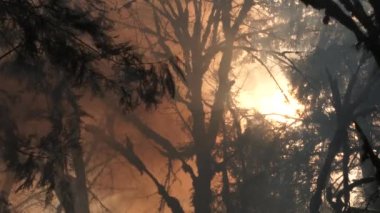 Dark smoke from large fire fills the forest as sun shines through trees, slow motion.