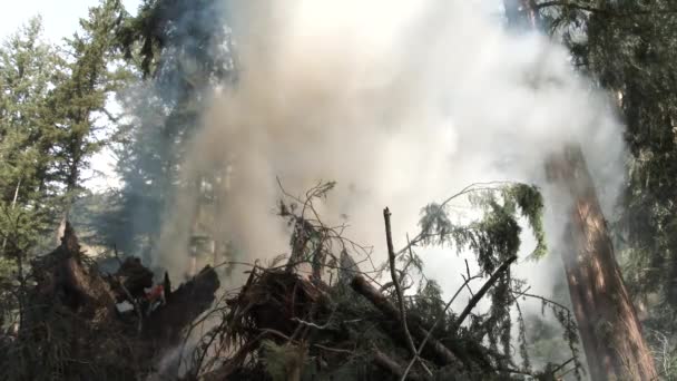 Large Slash Burn Pile Creates Lot Smoke Forest Loggers Clearing — 图库视频影像