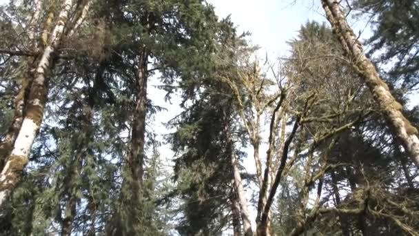 Slow Motion Handheld Shot Tall Tree Comes Crashing All Sorts — Stock Video