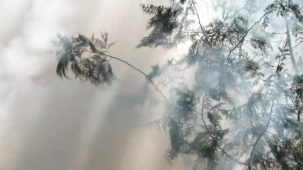 Grande Queima Fogo Produz Fumaça Grossa Através Árvores Cedro Com — Vídeo de Stock