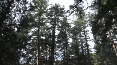 Timber! One huge tree falls through Washington state forest in slow motion.