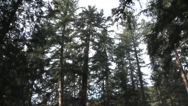 Timber One Huge Tree Falls Washington State Forest Slow Motion — Stok video
