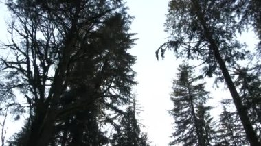 Slow motion of two hundred foot evergreen falling through trees, crashing onto forest floor.