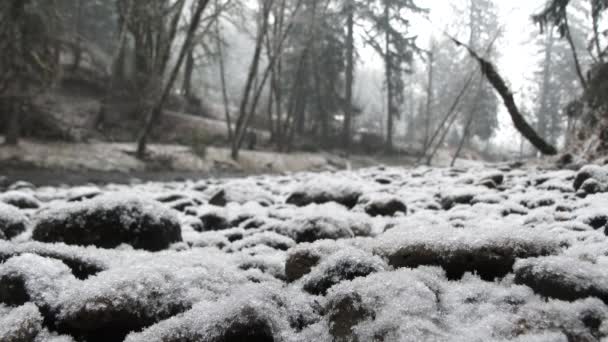 随着暴风雪穿过华盛顿州的森林 河流上的岩石被雪覆盖着 — 图库视频影像