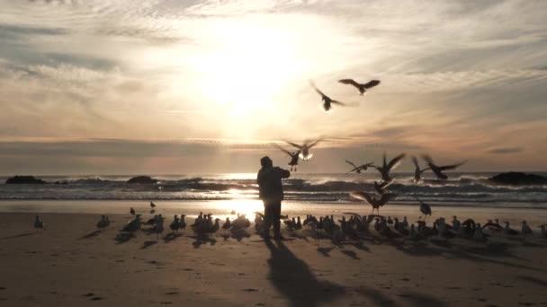 Silhuett Person Mata Stor Flock Måsar Stranden Nära Solnedgången Oregon — Stockvideo