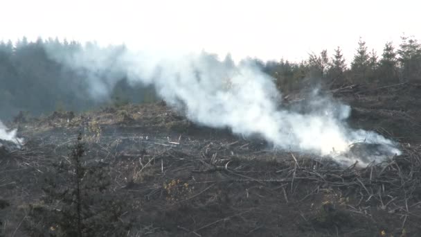 Fumaça Queima Grande Pilha Escova Enche Depois Que Silvicultores Limpam — Vídeo de Stock