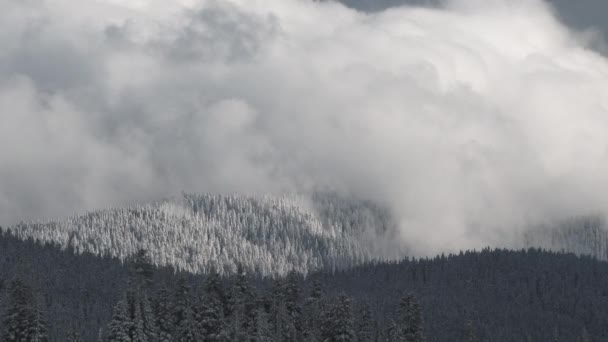 Mraky Valí Přes Zasněženou Horskou Lesní Krajinu Velké Výšky — Stock video