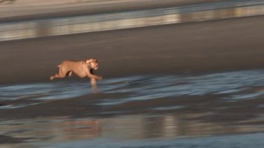 Kumsalda son sürat koşan bir köpek..