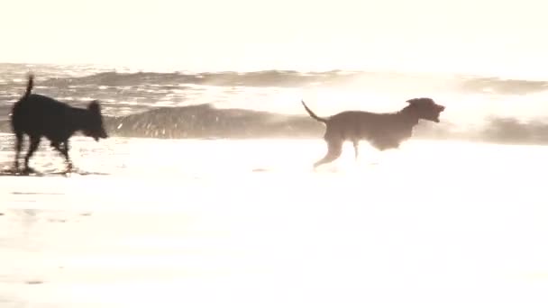 Gruppo Cani Felici Corre Veloce Sulla Spiaggia Sabbiosa Della Costa — Video Stock