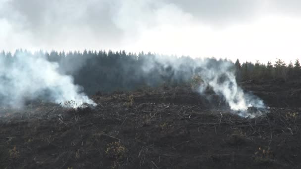 Due Grandi Mucchi Spazzole Bruciate Dopo Taglio Netto Nella Foresta — Video Stock