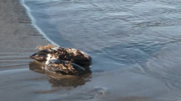 Pessoa Pegando Grandes Mexilhões Oceânicos Pacíficos Praia Maré Baixa Arenosa — Vídeo de Stock