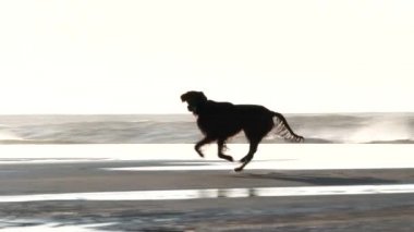 Retriever sahilde eğleniyor, koşuyor, yüzüyor ve diğer köpeklerle oynuyor..