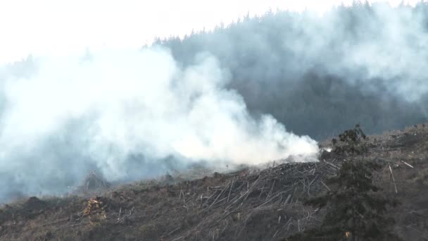 Grande Escala Corte Queimando Floresta Corte Claro Estado Washington — Vídeo de Stock