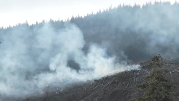 Le vent pousse la fumée des grands feux de broussailles dans l'air pendant que les forestiers coupent les brûlures à blanc .