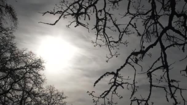雲とかすみ太陽が輝く空と邪悪な冬のオークの木がフレームで 時間の経過 — ストック動画