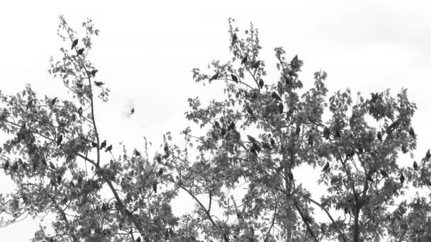 Árbol Espeluznante Lleno Pájaros Negros Volando Blanco Negro — Vídeo de stock