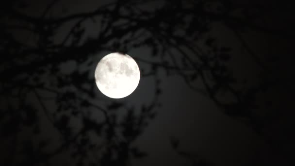 Branches Arbre Soufflant Dans Vent Avec Pleine Lune Établissant Scène — Video