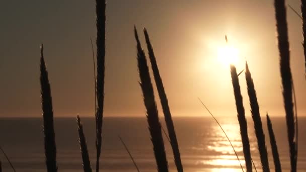 Tall Grasses Blowing Ocean Wind Warm Clear Sunset Sky — Stock Video
