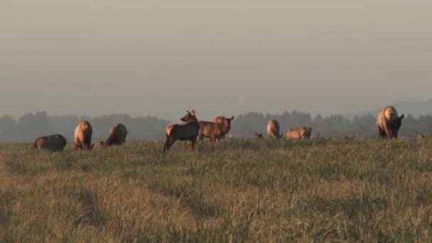 Grupo Alces Alimentándose Hierbas Altas Cerca Costa Oregón Atardecer — Vídeos de Stock