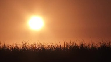 Rüzgarda savrulan uzun otlar, güneşin doğuşu ya da batışı gibi ılık, aydınlık gökyüzü..