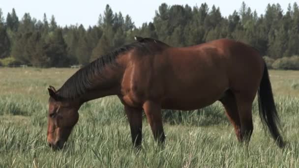 Cavalo Campo Tem Passageiro Suas Costas Como Passarinho Recebe Passeio — Vídeo de Stock