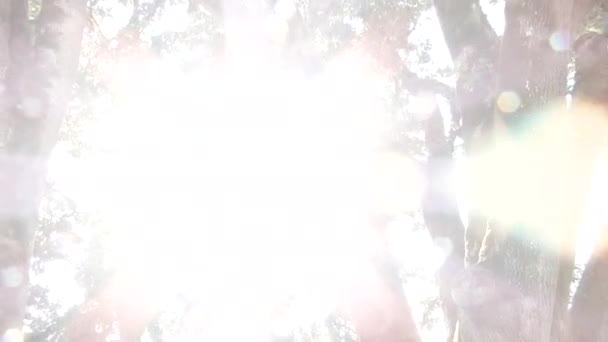 Transition White Solar Flare Spectrum Sun Zoom Out Shining Oak — Stock Video