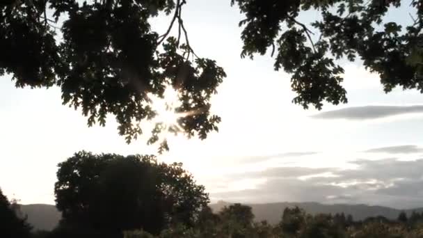 Camera Pan Oak Leaves Sun Shining Calm Summer Day Light — Stock Video