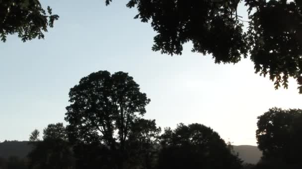 左から右へ 夏の晴れた日に輝く太陽の木を通して撮影されたカメラのパンニング — ストック動画