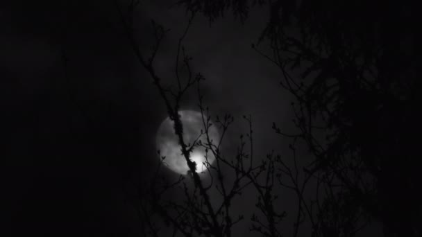实时黑白满月升起 云彩掠过 树木出现在前方 — 图库视频影像