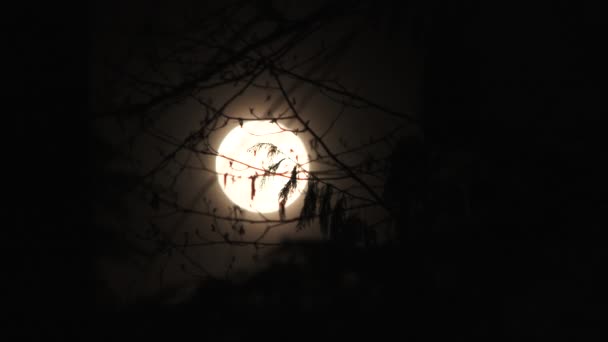 2018年3月31日暗い空の夜に木の枝を通してリアルタイムに上昇する満月 — ストック動画