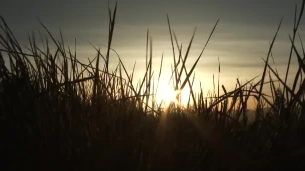 Une Brise Voyage Travers Champ Herbe Avec Soleil Levant Bas — Video