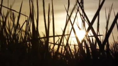 Rüzgarda savrulan uzun otlar ufkun aşağısında, ılık gökyüzünde yükselen güneş manzarası.