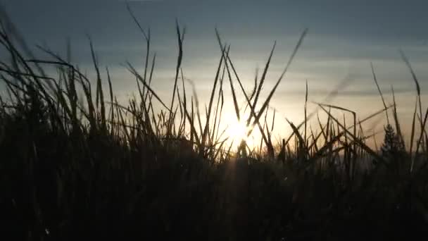 Slow Motion Person Running Grassy Hillside Early Morning Hours Enjoying — Stock Video